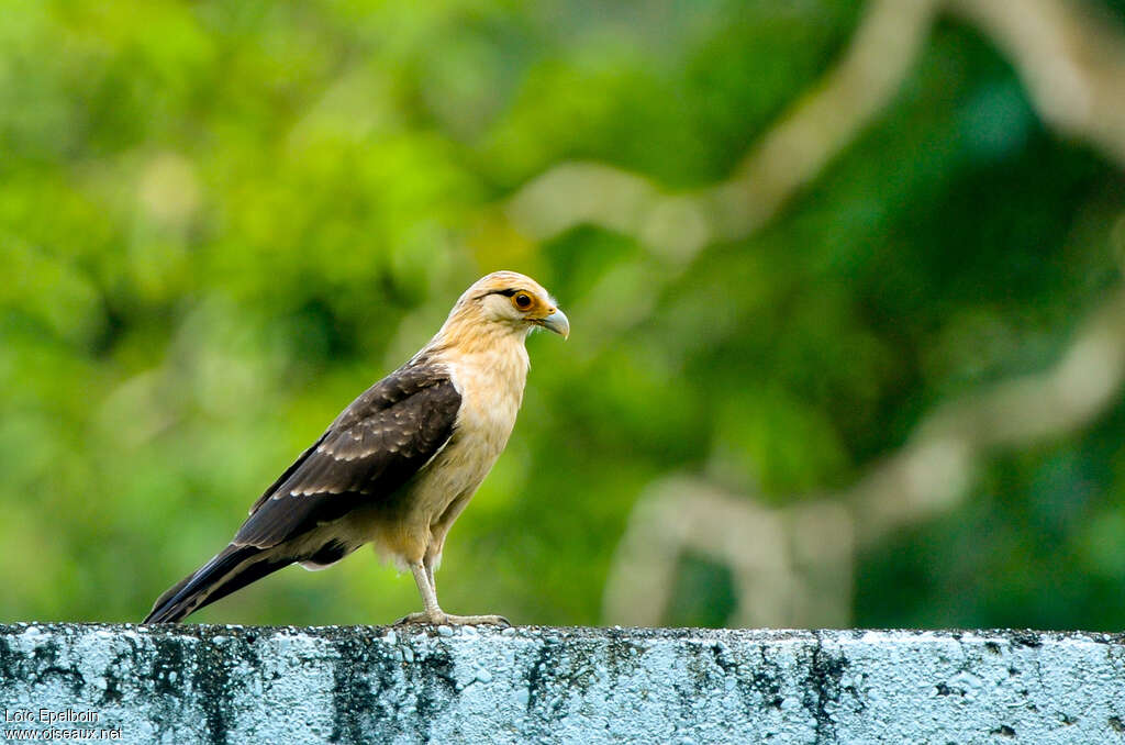 Yellow-headed Caracara, identification
