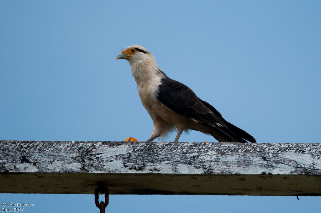 Caracara à tête jaune