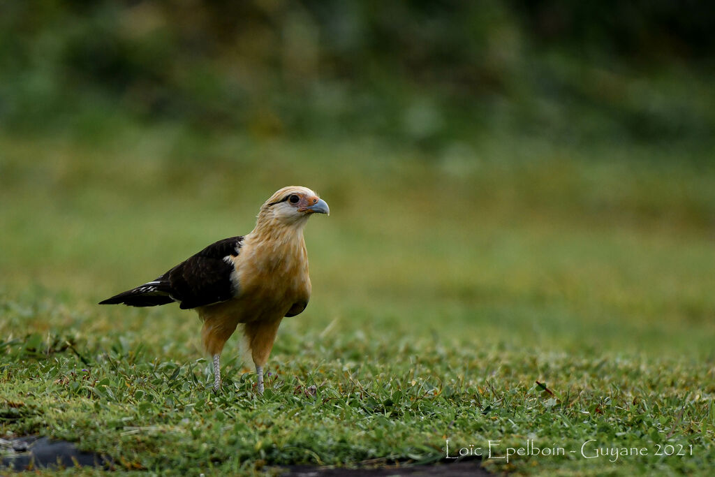 Caracara à tête jaune