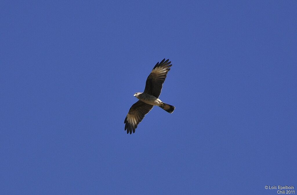 Chimango Caracara