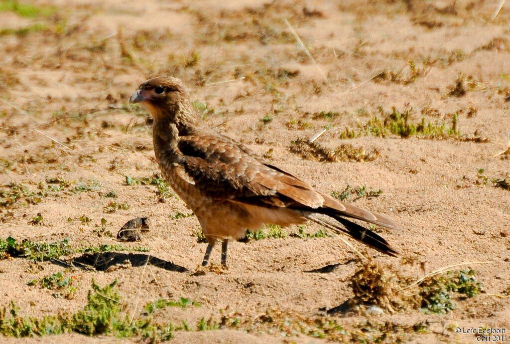 Caracara chimango