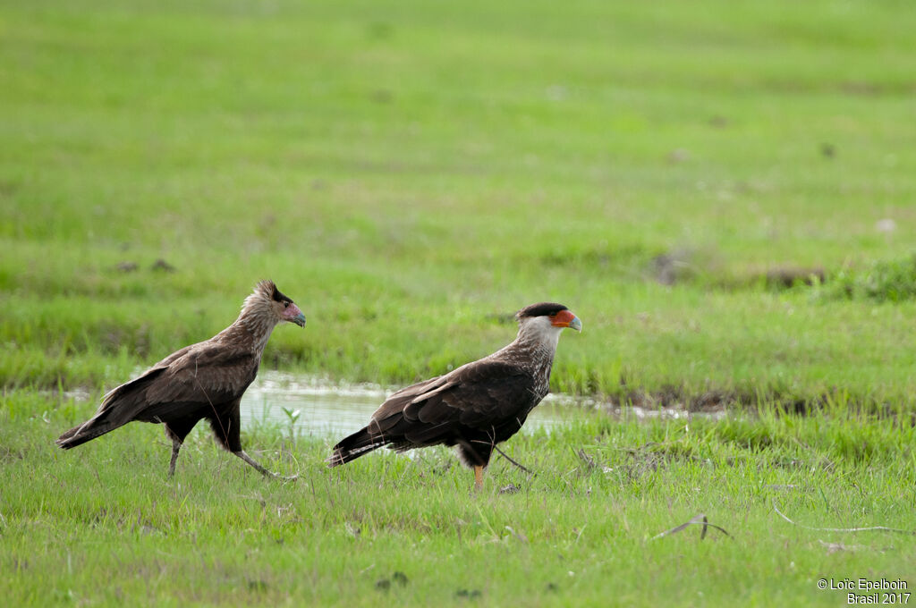 Caracara du Nord