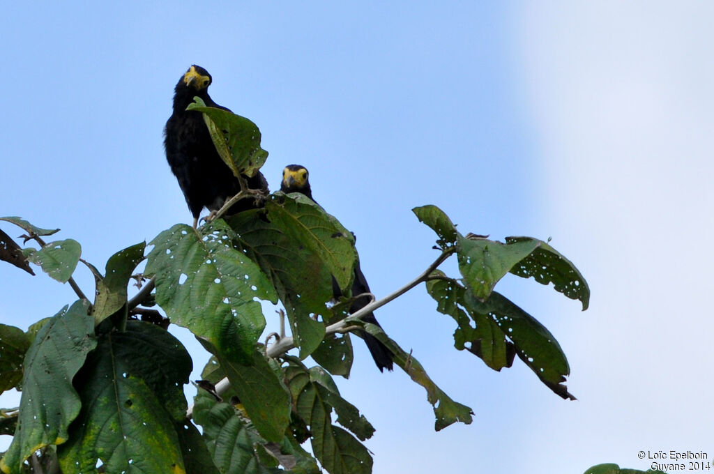 Caracara noir
