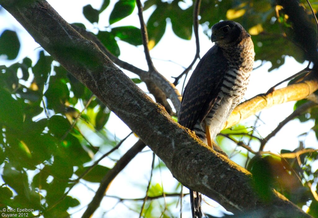 Collared Forest Falcon