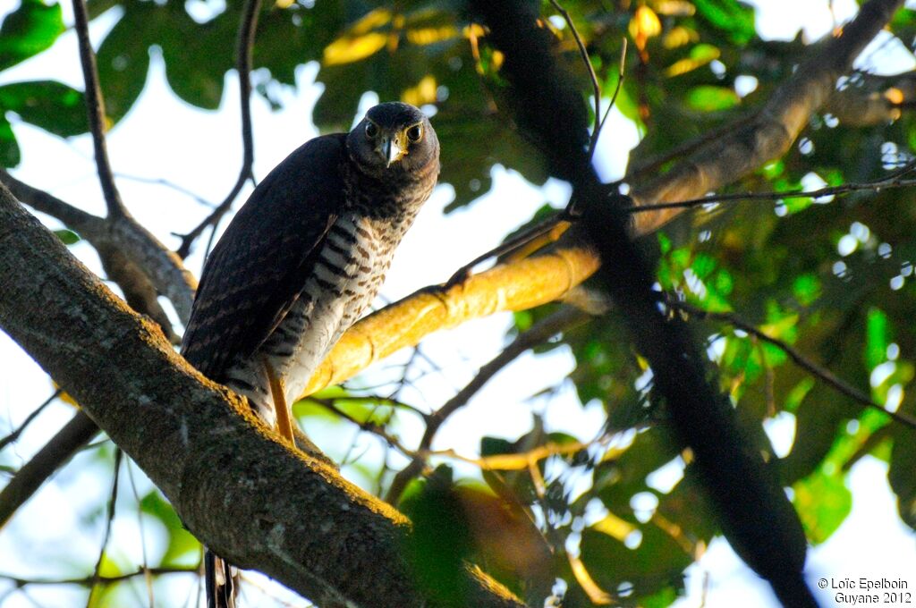Barred Forest Falcon