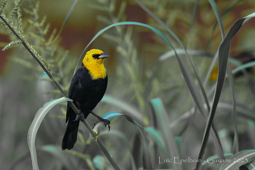 Yellow-hooded Blackbird