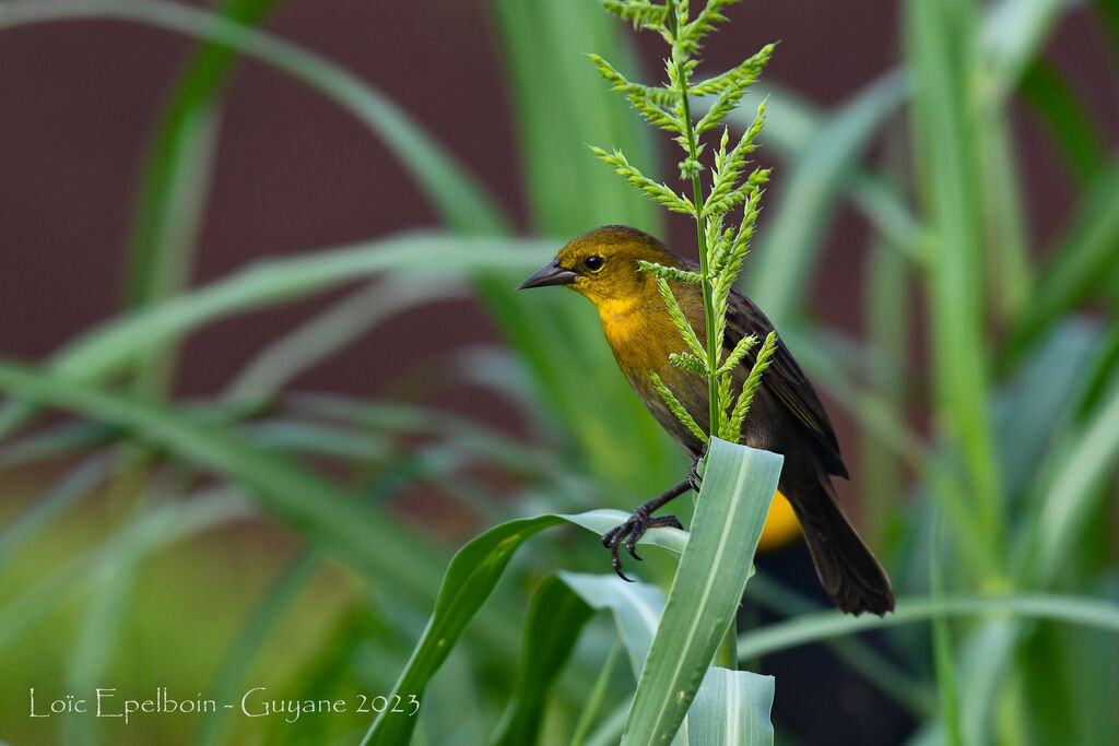 Yellow-hooded Blackbird
