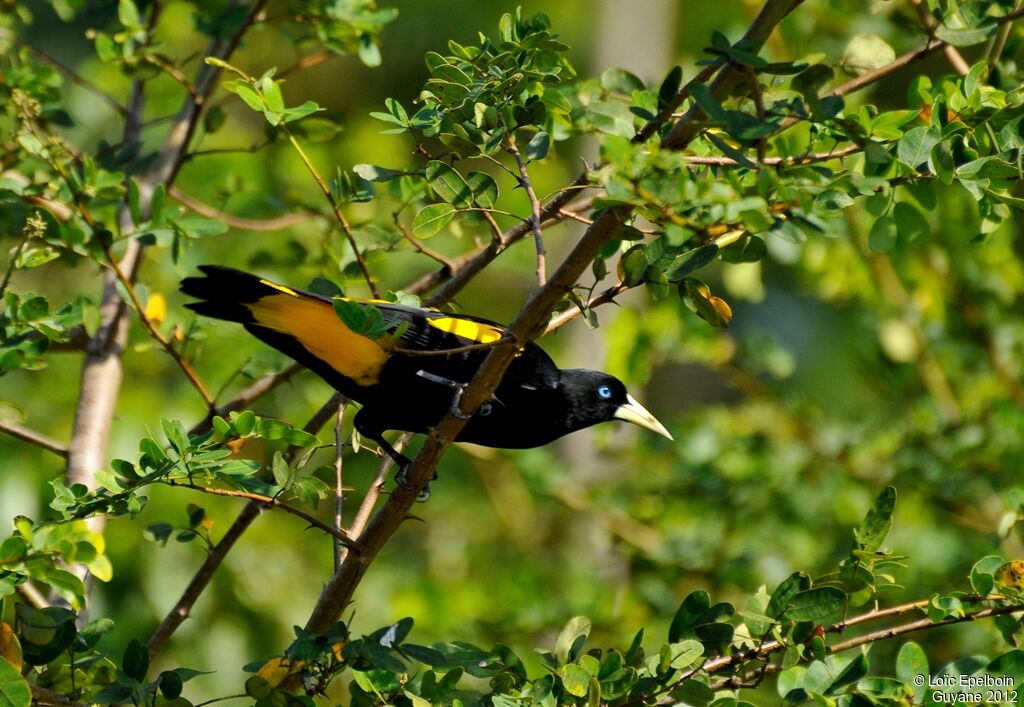 Cassique cul-jaune