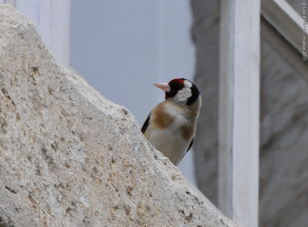 European Goldfinch