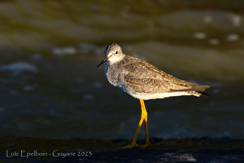 Lesser Yellowlegs