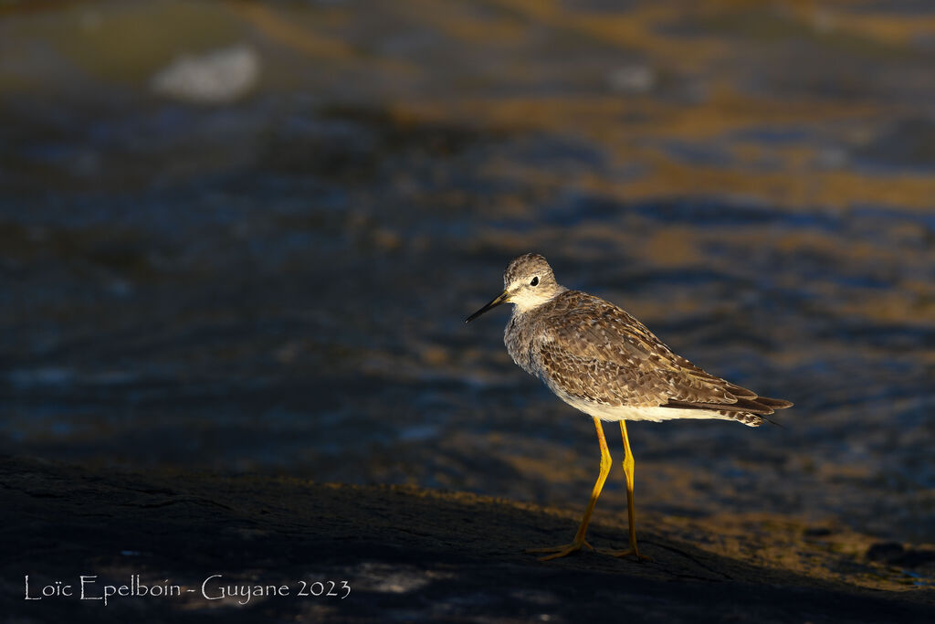 Lesser Yellowlegs