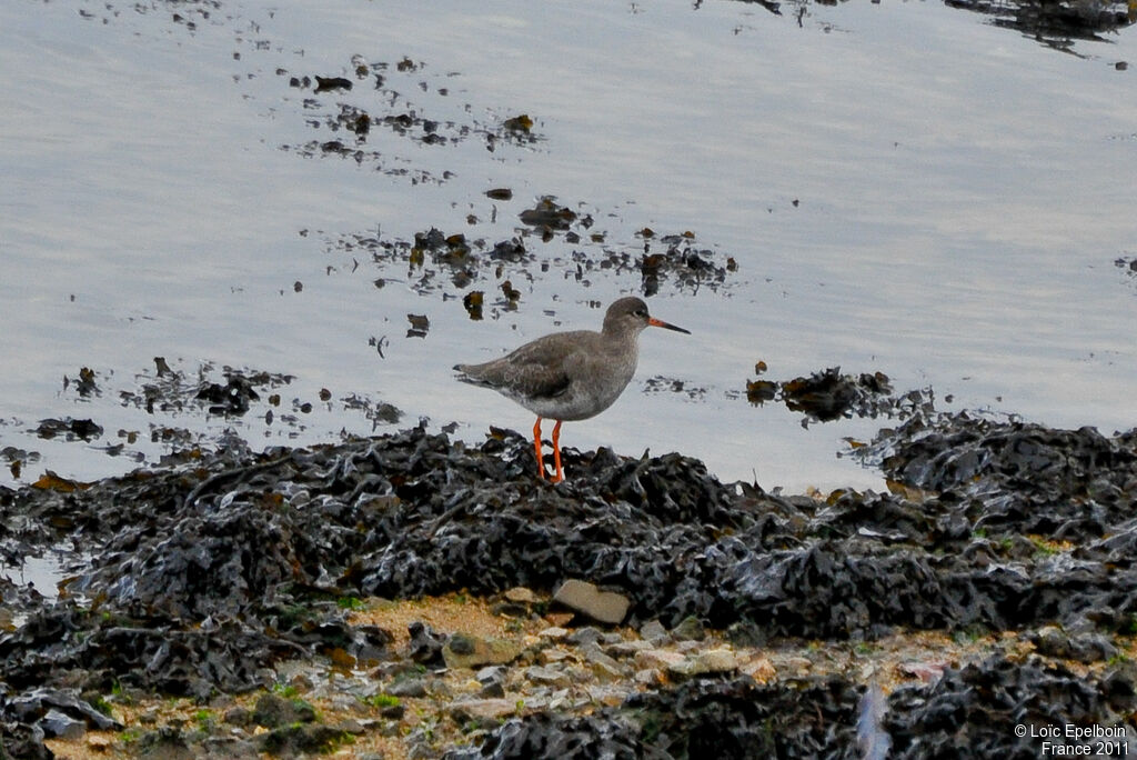 Common Redshank