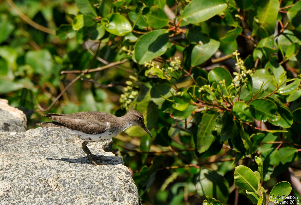 Spotted Sandpiper