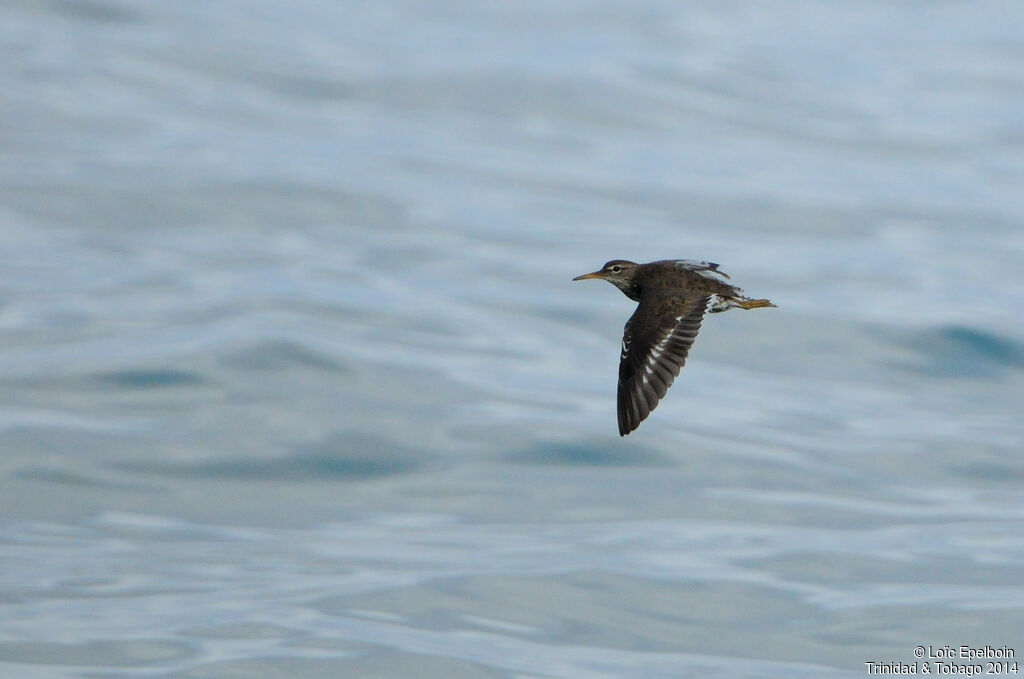Spotted Sandpiper