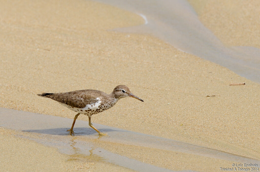 Spotted Sandpiper