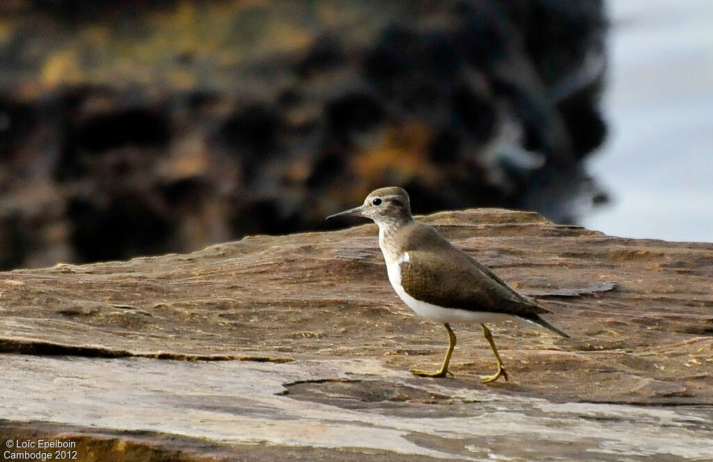 Common Sandpiper