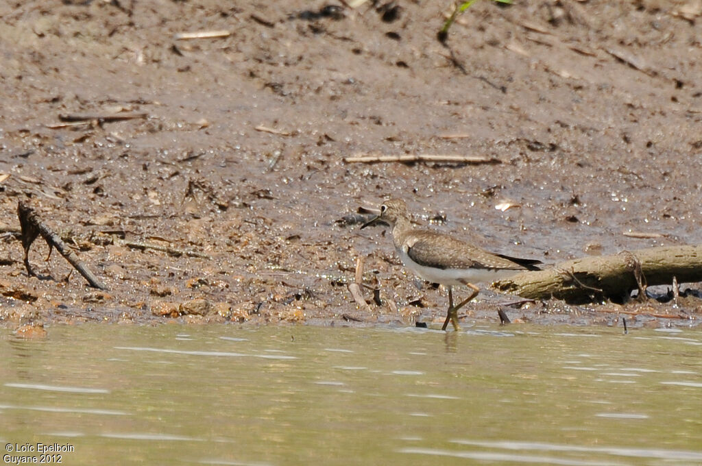 Solitary Sandpiper