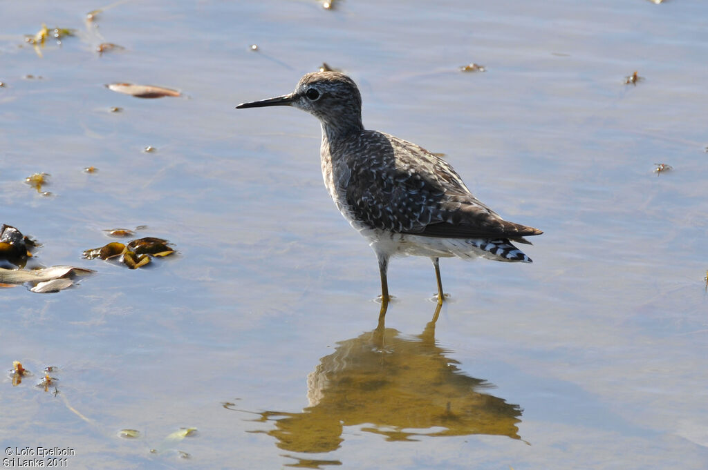 Wood Sandpiper