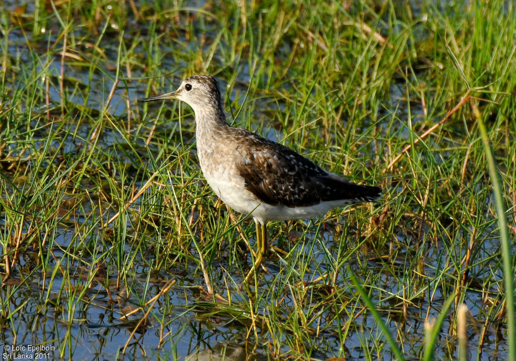 Wood Sandpiper