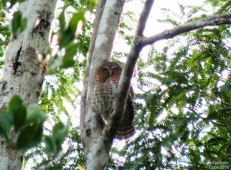 Cuban Pygmy Owl