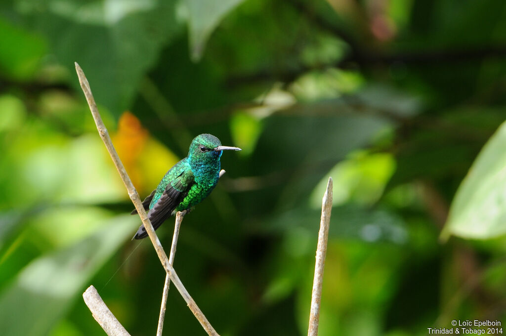 Colibri à menton bleu