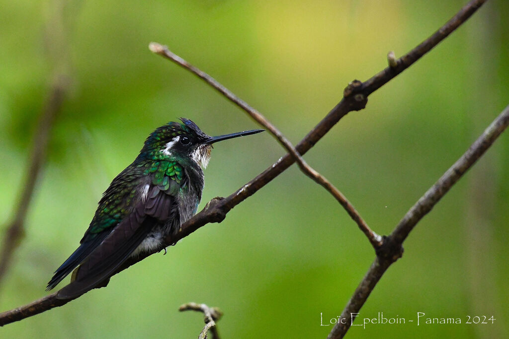 Colibri à ventre châtain
