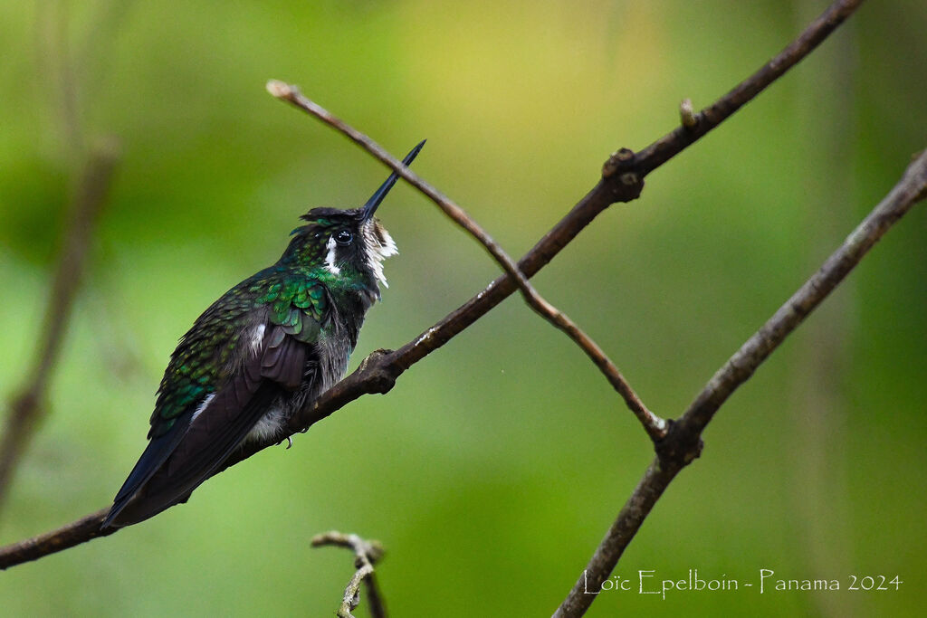 White-throated Mountaingem