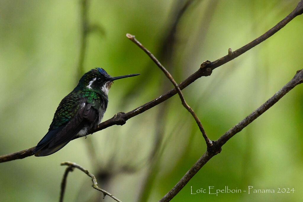 White-throated Mountaingem
