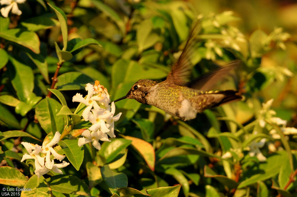 Anna's Hummingbird