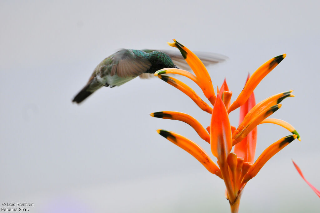 Colibri de Buffon