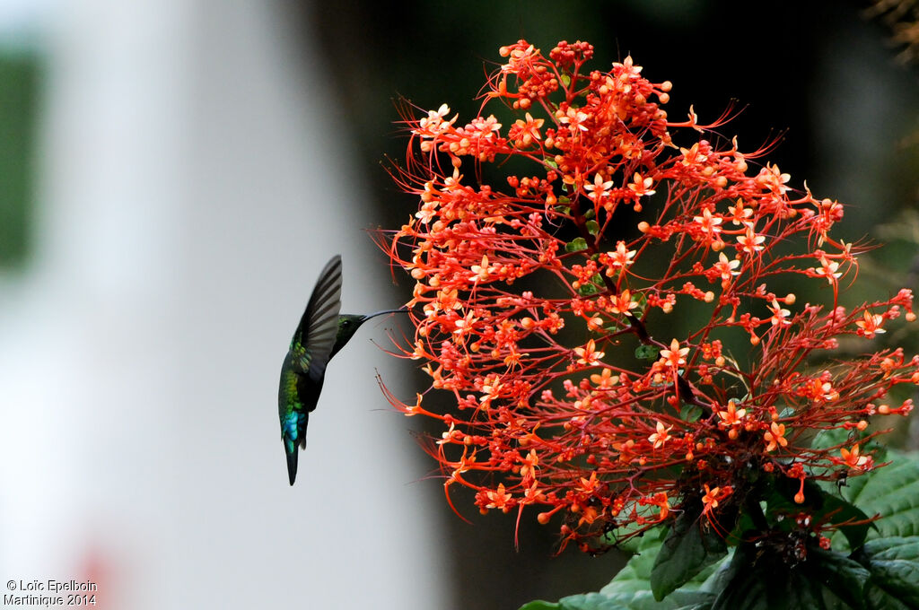 Green-throated Carib