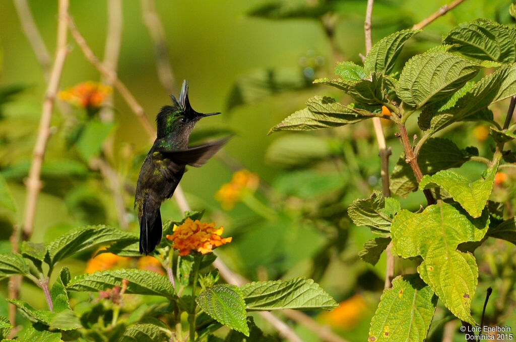 Colibri huppé