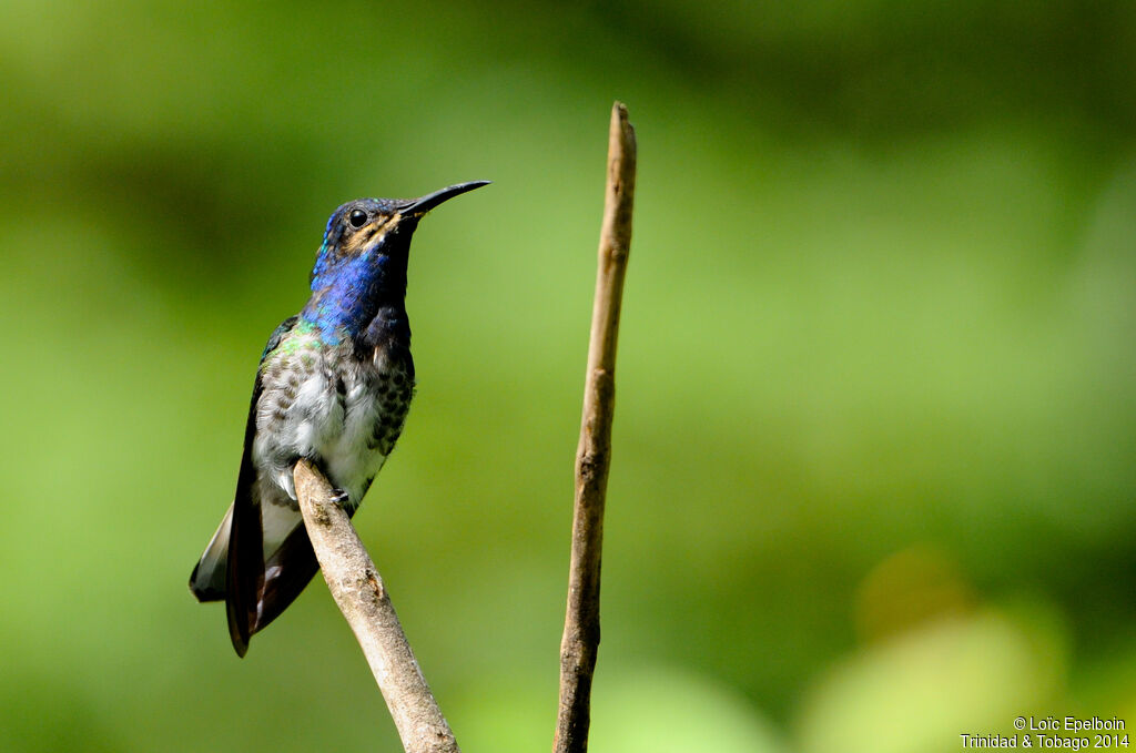 Colibri jacobin mâle immature