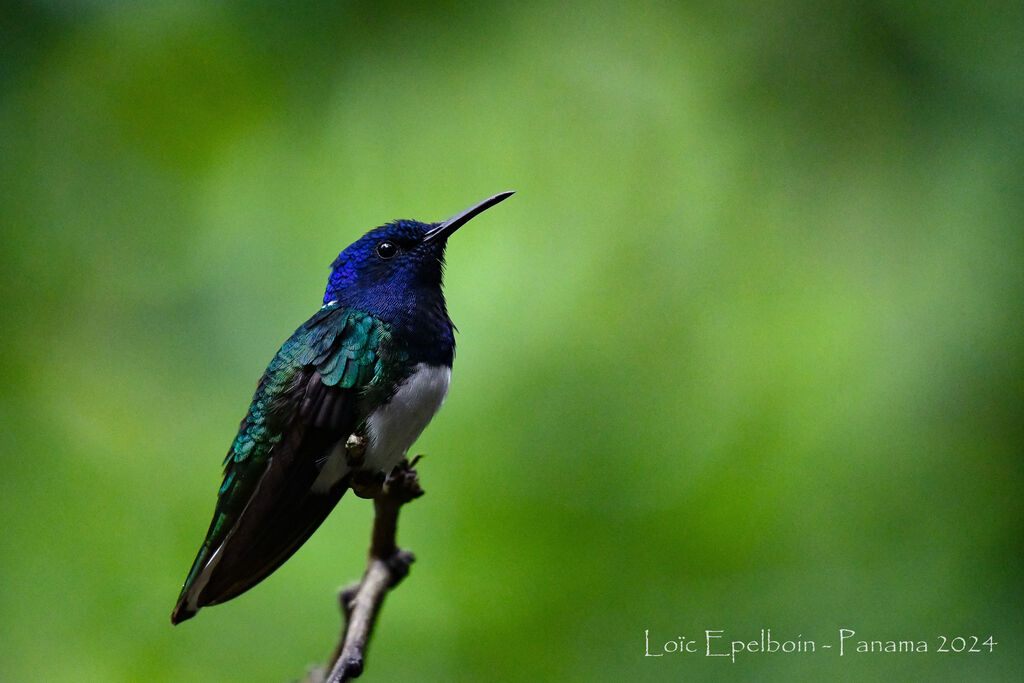 Colibri jacobin
