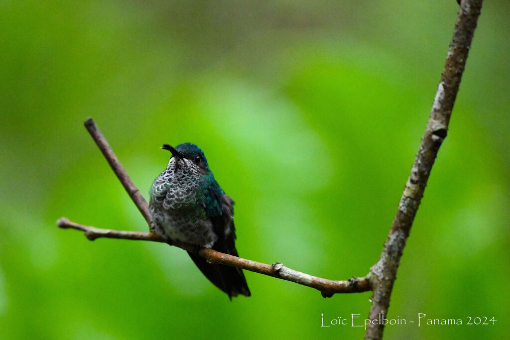 Colibri jacobin