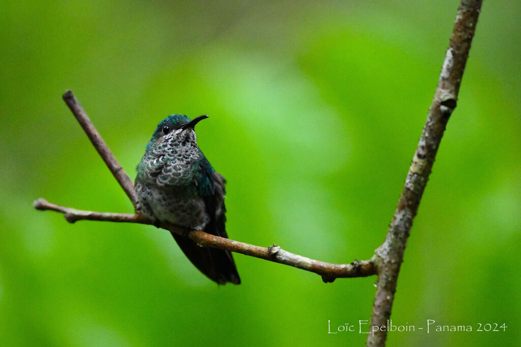 Colibri jacobin