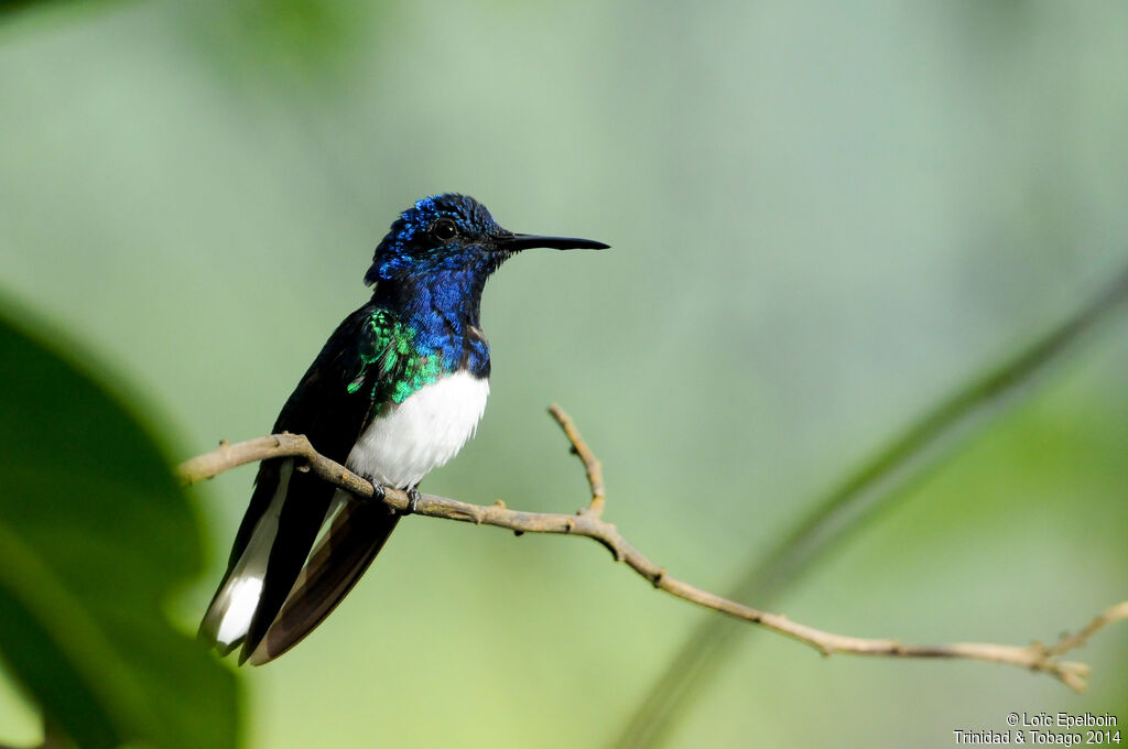 Colibri jacobin