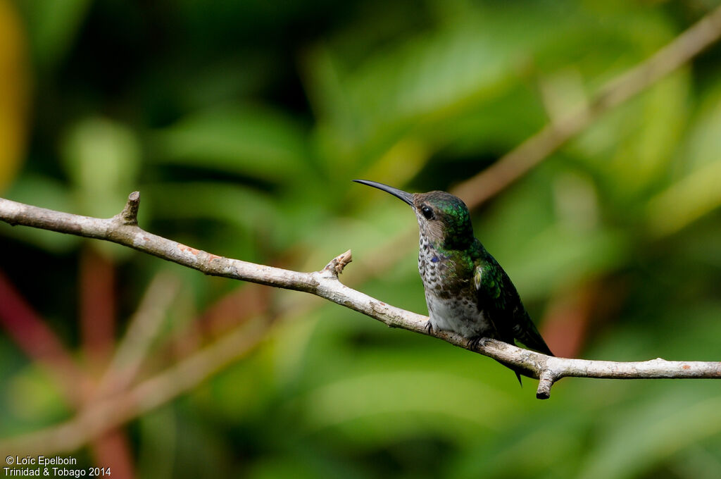 Colibri jacobin
