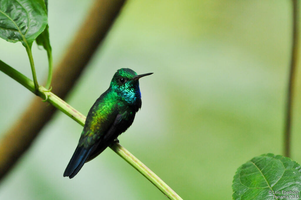 Colibri julie