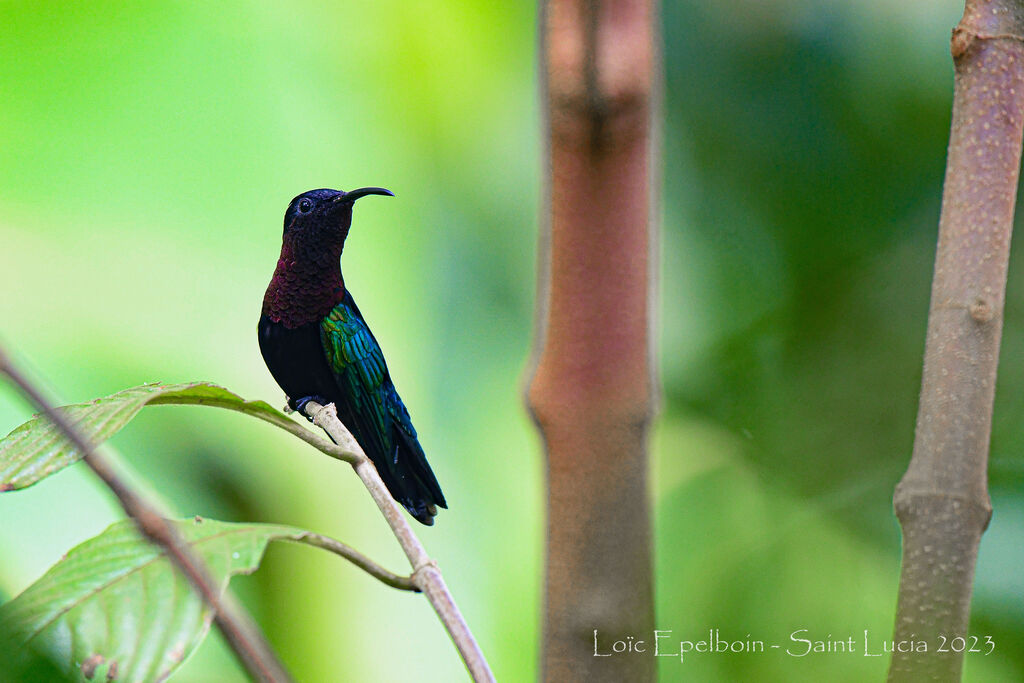 Colibri madère