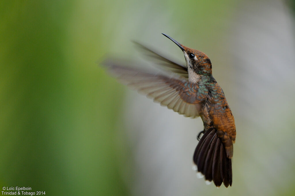 Ruby-topaz Hummingbird