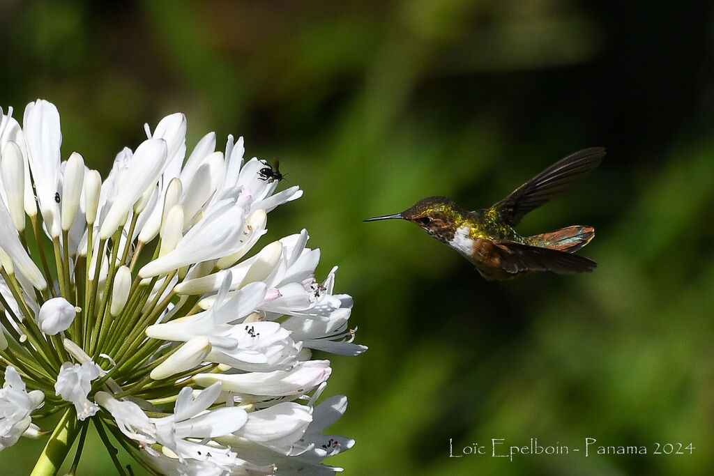 Colibri scintillant