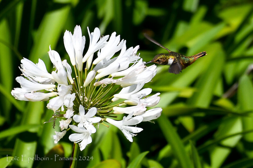 Colibri scintillant