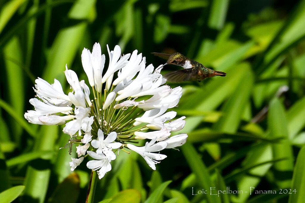 Scintillant Hummingbird