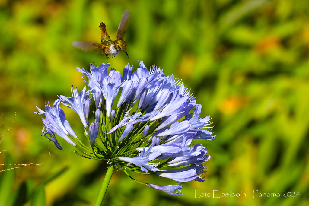Scintillant Hummingbird