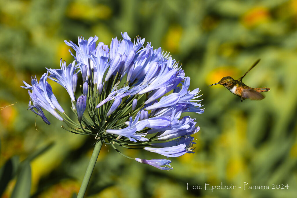 Colibri scintillant