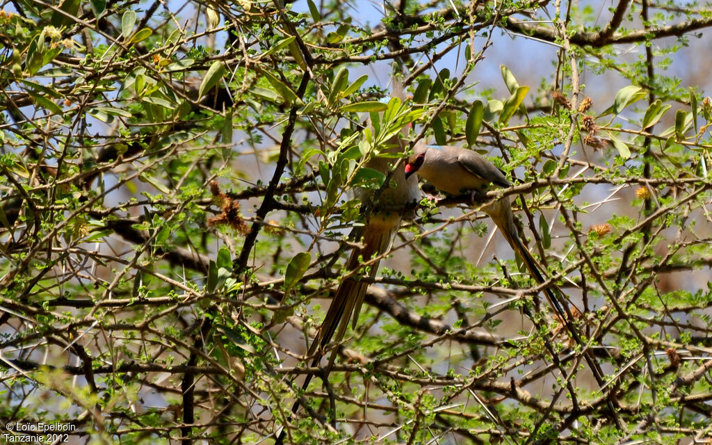 Blue-naped Mousebird