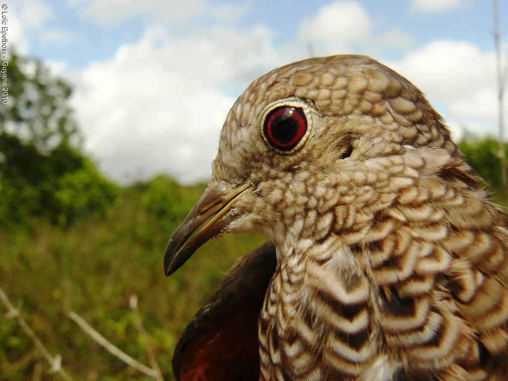 Common Ground Dove