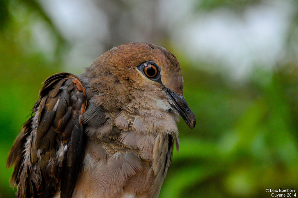 White-tipped Dove