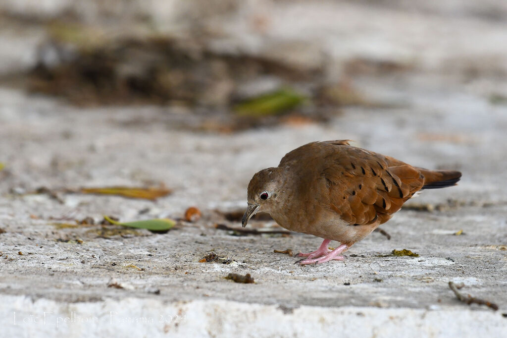 Ruddy Ground Dove